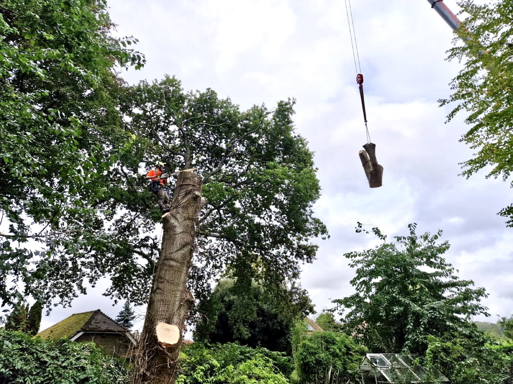 Crane-assisted removals by Purbeck Arborists