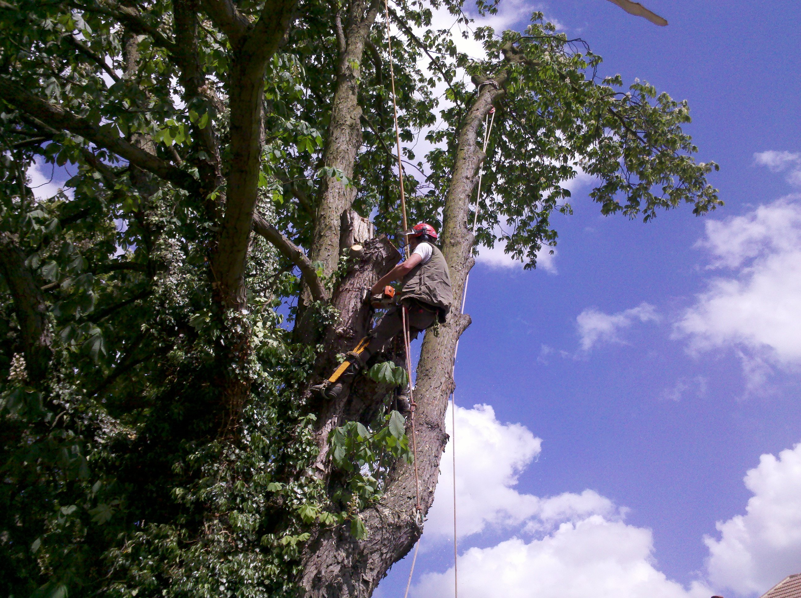 Purbeck Arborists carrying out precision tree work