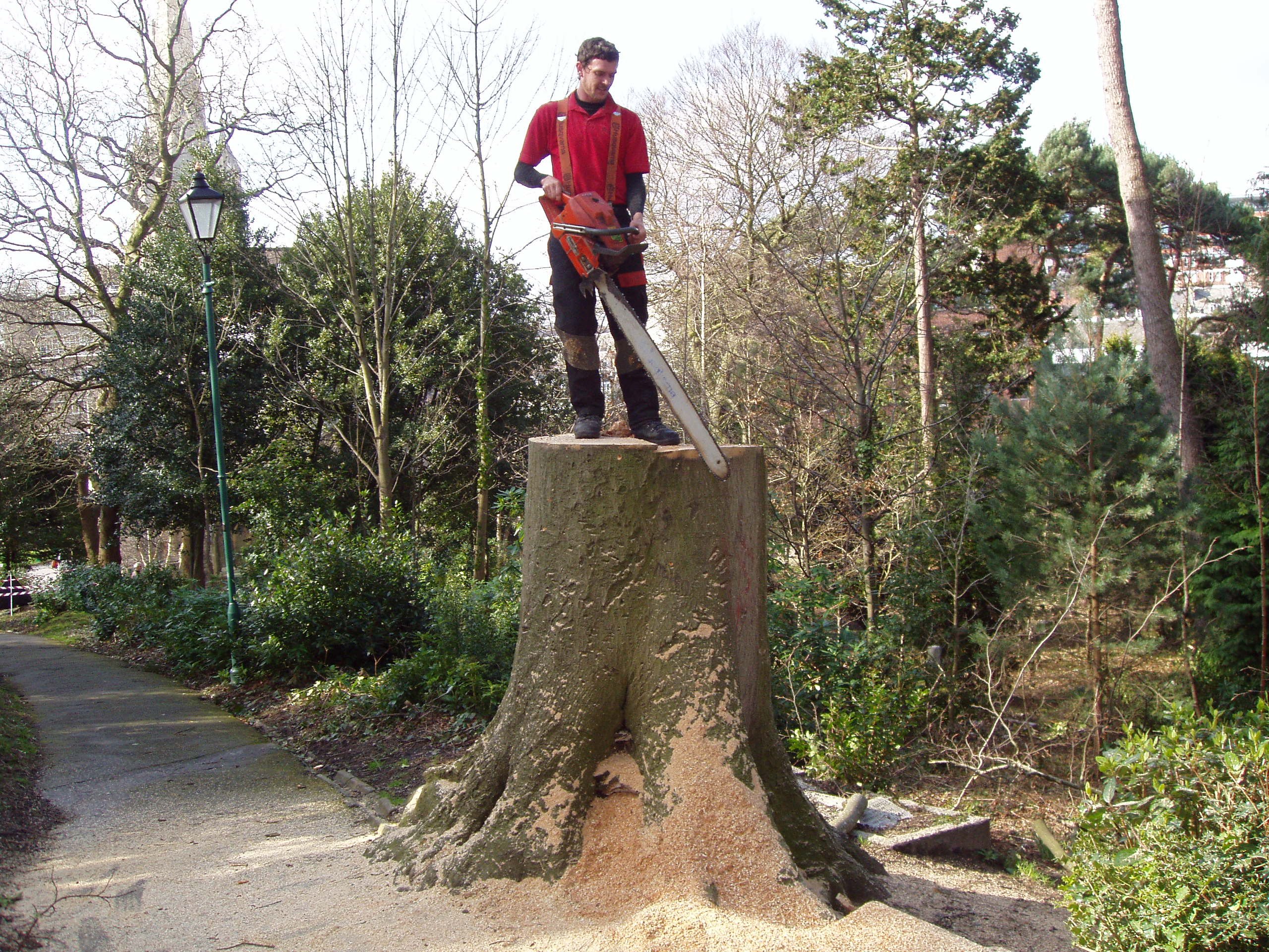 A Purbeck Arborists team member after a careful tree removal